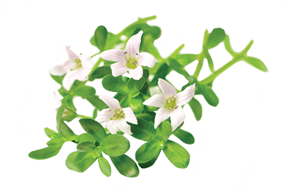 home-ingredient--bacopa_plant-400x272