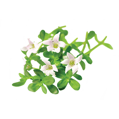 home-ingredient--bacopa_plant-400x400